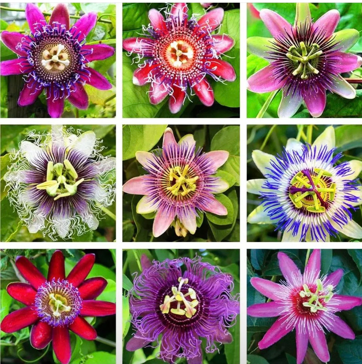 Peach & Passionflower